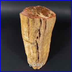 8.5 Polished PETRIFIED WOOD BRANCH Fossil Madagascar A2359