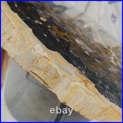 8.5lb Large Sliced Black Petrified Wood Tan Bark Natural Fossil Mineral Specimen