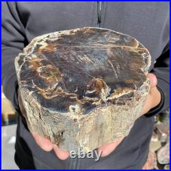 8.6LB Natural petrified wood rough Wood fossil mineral specimen healing energy 8.6LB Natural petrified wood rough Wood fossil mineral specimen healing energy