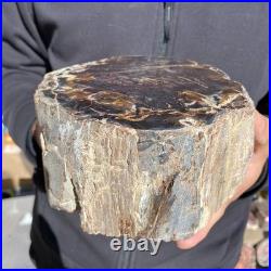 8.6LB Natural petrified wood rough Wood fossil mineral specimen healing energy 8.6LB Natural petrified wood rough Wood fossil mineral specimen healing energy