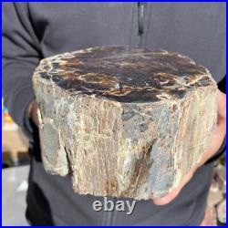 8.6lb Rare Natural petrified wood rough Wood fossil mineral specimen healing 8.6lb Rare Natural petrified wood rough Wood fossil mineral specimen healing