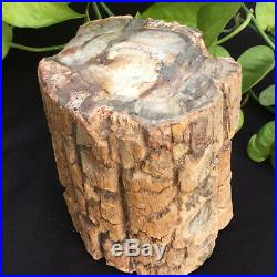 8.95lb Natural Petrified Wood Fossil Crystal Polished Slice Madagascar