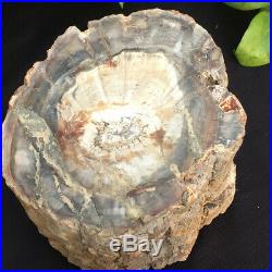 8.95lb Natural Petrified Wood Fossil Crystal Polished Slice Madagascar