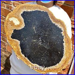 8.9LB Large Natural Petrified Wood Crystal Fossil Slice Shape Healing Specimen