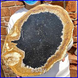 8.9LB Large Natural Petrified Wood Crystal Fossil Slice Shape Healing Specimen