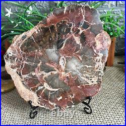 905g Natural Petrified Wood Fossil Crystal Polished Slice Specimen gg9191