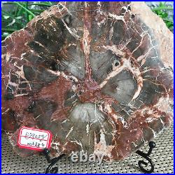 905g Natural Petrified Wood Fossil Crystal Polished Slice Specimen gg9191