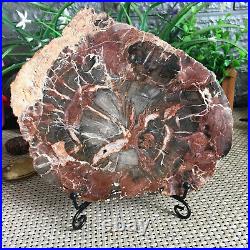 944g Natural Petrified Wood Fossil Crystal Polished Slice Specimen gg9193