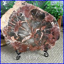 944g Natural Petrified Wood Fossil Crystal Polished Slice Specimen gg9193