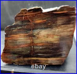 951 gr (33.54 oz) Collawood Rare Chrysocolla Petrified Wood Slab Colla Wood