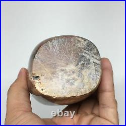 952g, 4.7x2.7x2.5 Natural Petrified Wood Freeform Polished Gemstones, B924