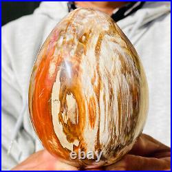 955g Natural Petrified wood quartz dragon egg Crystal specimen Healing