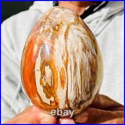 955g Natural Petrified wood quartz dragon egg Crystal specimen Healing
