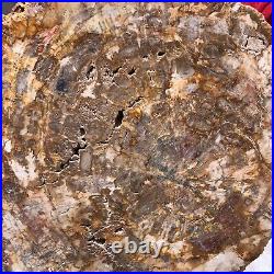 9.14LB Natural petrified wood fossil crystal polished slice Madagascar 1120