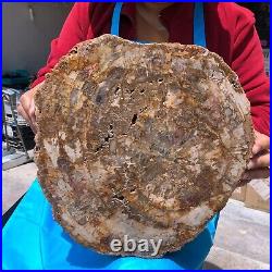 9.14LB Natural petrified wood fossil crystal polished slice Madagascar 1120