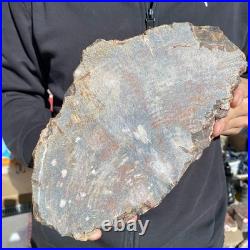 9.2LB Natural petrified wood rough Wood fossil mineral specimen healing energy 9.2LB Natural petrified wood rough Wood fossil mineral specimen healing energy