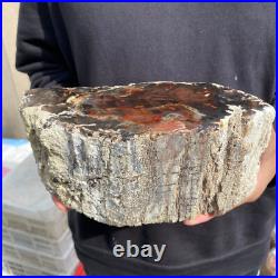 9.2lb Rare Natural petrified wood rough Wood fossil mineral specimen healing 9.2lb Rare Natural petrified wood rough Wood fossil mineral specimen healing