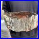 9_2lb_Rare_Natural_petrified_wood_rough_Wood_fossil_mineral_specimen_healing_01_gutx