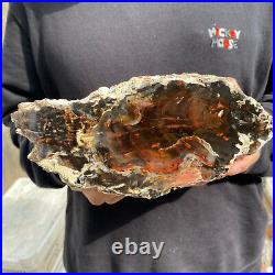 9.2lb Rare Natural petrified wood rough Wood fossil mineral specimen healing 9.2lb Rare Natural petrified wood rough Wood fossil mineral specimen healing