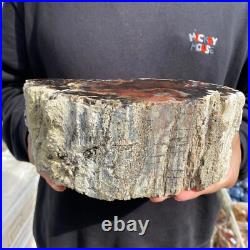 9.2lb Rare Natural petrified wood rough Wood fossil mineral specimen healing 9.2lb Rare Natural petrified wood rough Wood fossil mineral specimen healing