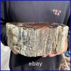 9.2lb Rare Natural petrified wood rough Wood fossil mineral specimen healing 9.2lb Rare Natural petrified wood rough Wood fossil mineral specimen healing