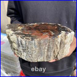 9.2lb Rare Natural petrified wood rough Wood fossil mineral specimen healing 9.2lb Rare Natural petrified wood rough Wood fossil mineral specimen healing
