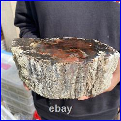 9.2lb Rare Natural petrified wood rough Wood fossil mineral specimen healing 9.2lb Rare Natural petrified wood rough Wood fossil mineral specimen healing