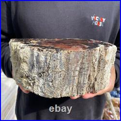 9.2lb Rare Natural petrified wood rough Wood fossil mineral specimen healing 9.2lb Rare Natural petrified wood rough Wood fossil mineral specimen healing