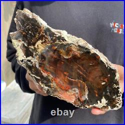 9.2lb Rare Natural petrified wood rough Wood fossil mineral specimen healing 9.2lb Rare Natural petrified wood rough Wood fossil mineral specimen healing