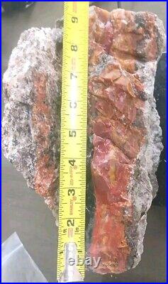 9 3/4 Lb Agatized Volcanic Petrified Wood Limbcast Smoky Quartz Red Yellow Cat