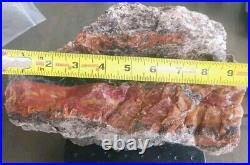 9 3/4 Lb Agatized Volcanic Petrified Wood Limbcast Smoky Quartz Red Yellow Cat