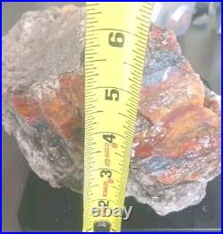 9 3/4 Lb Agatized Volcanic Petrified Wood Limbcast Smoky Quartz Red Yellow Cat