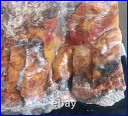 9 3/4 Lb Agatized Volcanic Petrified Wood Limbcast Smoky Quartz Red Yellow Cat