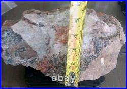 9 3/4 Lb Agatized Volcanic Petrified Wood Limbcast Smoky Quartz Red Yellow Cat