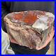 9_3lb_Rare_Natural_petrified_wood_rough_Wood_fossil_mineral_specimen_healing_01_yu