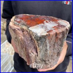 9.3lb Rare Natural petrified wood rough Wood fossil mineral specimen healing 9.3lb Rare Natural petrified wood rough Wood fossil mineral specimen healing