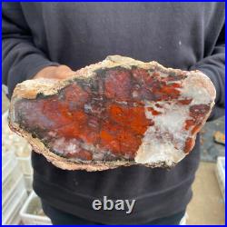 9.3lb Rare Natural petrified wood rough Wood fossil mineral specimen healing 9.3lb Rare Natural petrified wood rough Wood fossil mineral specimen healing