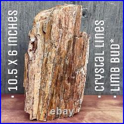 9.4 LB UTAH Raw Rough PETRIFIED FOSSIL WOOD Log 10.5 CRYSTALS, LIMB BUD, RINGS