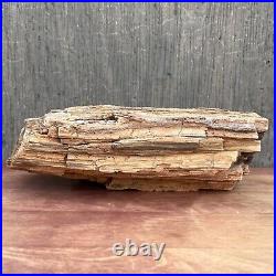 9.4 LB UTAH Raw Rough PETRIFIED FOSSIL WOOD Log 10.5 CRYSTALS, LIMB BUD, RINGS