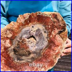 9.59LB Natural Petrified Wood Fossil Crystal Polished Slice- Madagascar