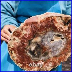 9.59LB Natural Petrified Wood Fossil Crystal Polished Slice Madagascar 2605