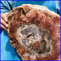 9.59LB Natural Petrified Wood Fossil Crystal Polished Slice Madagascar 2605