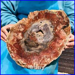 9.59LB Natural Petrified Wood Fossil Crystal Polished Slice Madagascar 40