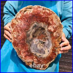 9.59LB Natural Petrified Wood Fossil Crystal Polished Slices Healing HH40