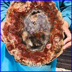 9.59LB Natural Petrified Wood Fossil Crystal Polished Slices Healing HH40