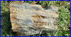 9.5 Hermanophyton Owensii Log Mc Elmo Creek Colorado Rare Fern