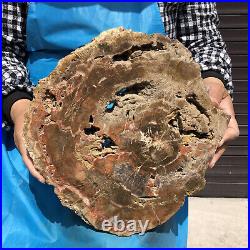 9.63LB Natural Petrified Wood Fossil Crystal Polished Slice