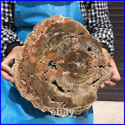 9.63LB Natural Petrified Wood Fossil Crystal Polished Slice