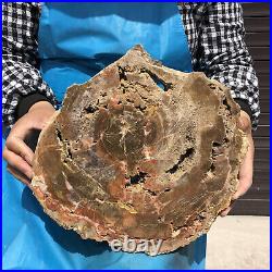 9.63LB Natural Petrified Wood Fossil Crystal Polished Slice