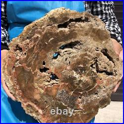 9.63LB Natural Petrified Wood Fossil Crystal Polished Slice Madagascar 16